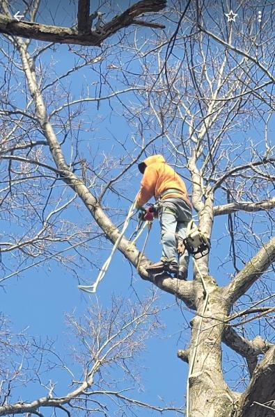 Arbor Star Tree Service