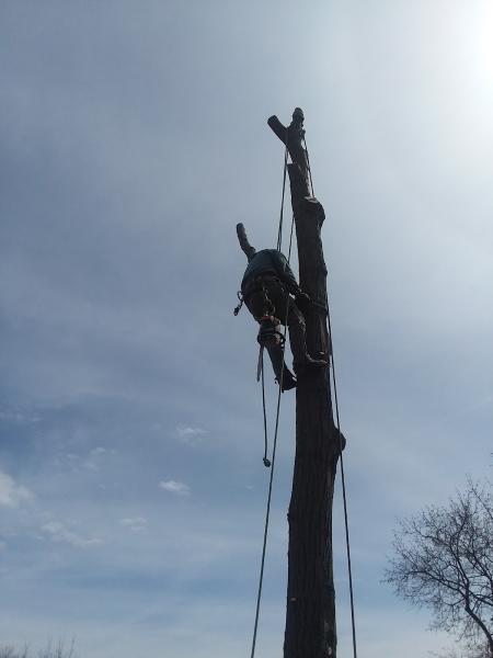 Arbor Star Tree Service