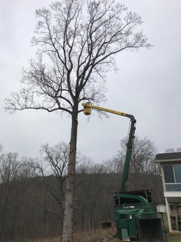 Richard's Stump & Tree Service