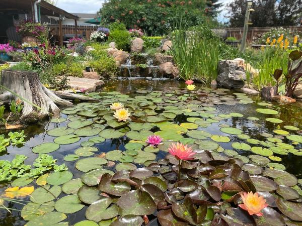 Colorado Pond Pros