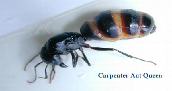 Security Pest Elimination