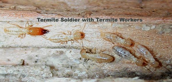 Security Pest Control & Termite Services