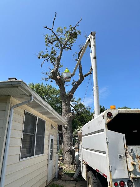 Apolo Maintenance and Tree Service