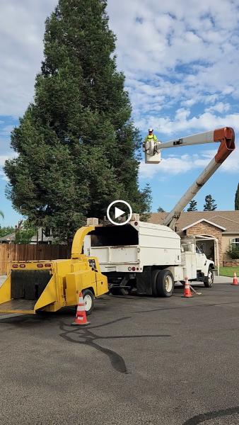 Gonzalez Pro Tree Service
