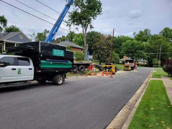 Sean Harman's Tree Care Certified Arborist