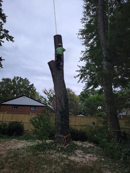 Sean Harman's Tree Care Certified Arborist