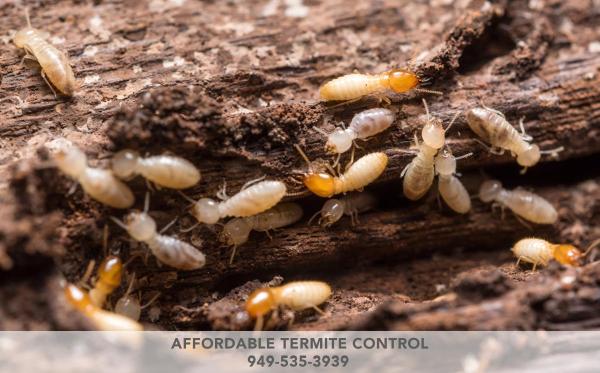Affordable Termite Control