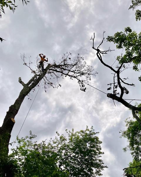 Scenic City Arborists