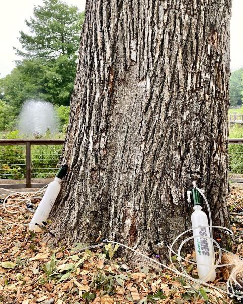 Scenic City Arborists