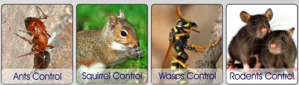 Ants Etc Pest Services