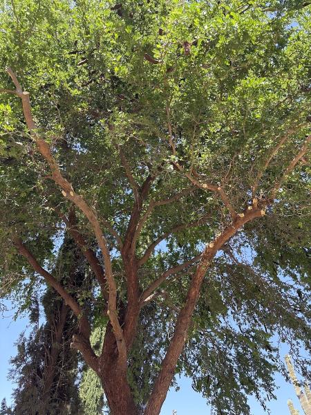 Gilbert Tree Trimmers Service