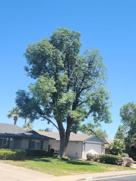 Gilbert Tree Trimmers Service