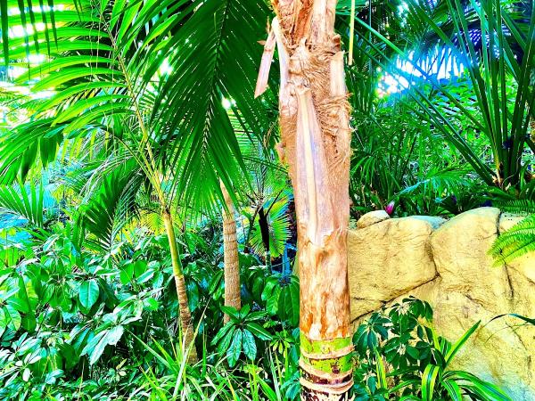 Gilbert Tree Trimmers Service