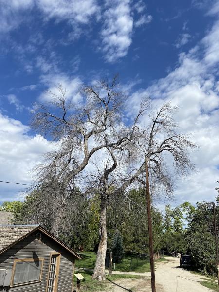 Tamarack Tree Care Professionals