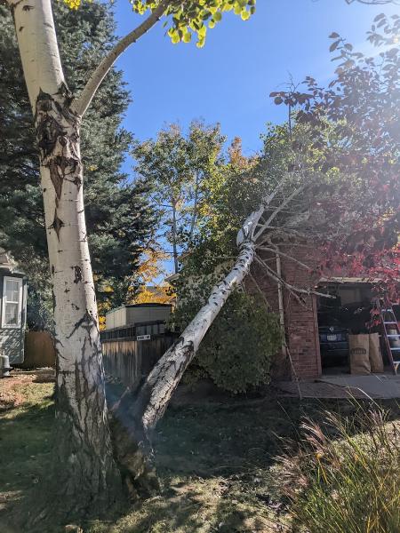 Tamarack Tree Care Professionals