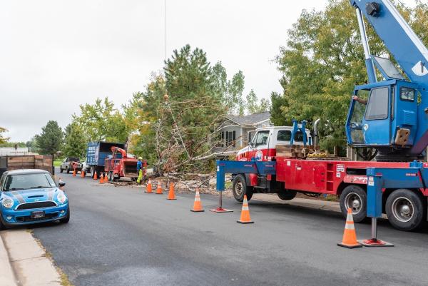 Patriot Tree Company