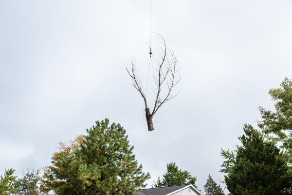 Patriot Tree Company