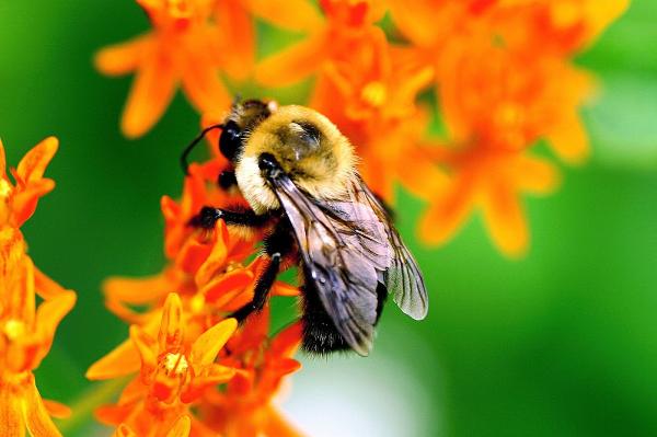 Bees Evictions