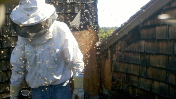 Bees Evictions