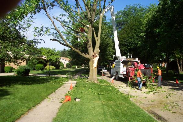 Tree Service Syracuse