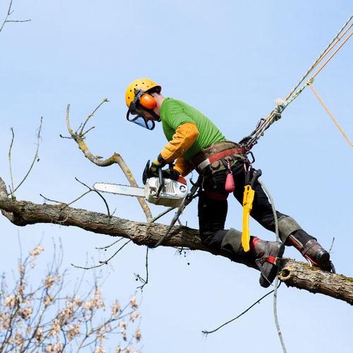 Tree Service Syracuse