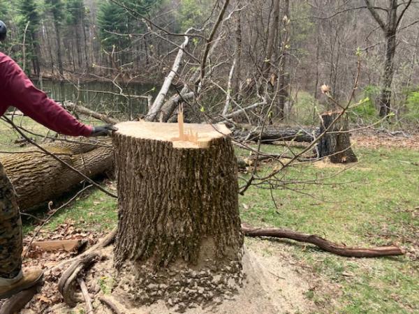 Greenway Tree Care LLC