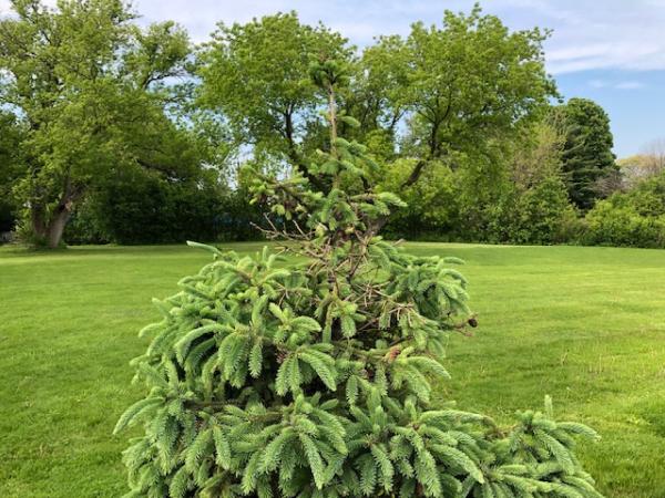 Villani Landshapers Lawn and Landscape Maintenance