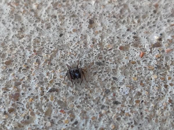 Ecostar Pest Control: Pest Control Near Dallas & Carrollton