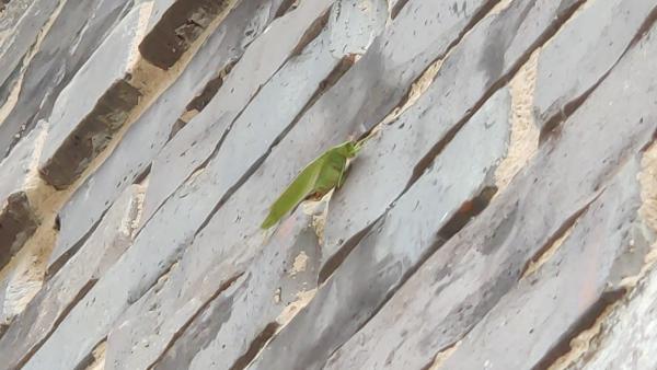Ecostar Pest Control: Pest Control Near Dallas & Carrollton