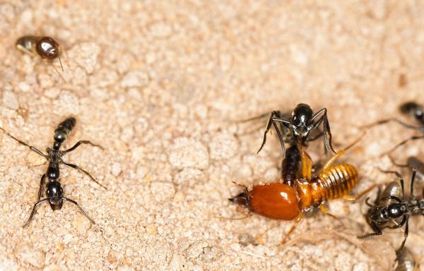 Hi Tech Termite Control