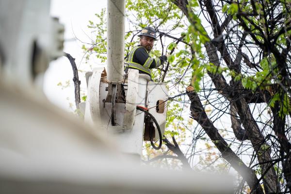 Tree Service Denver