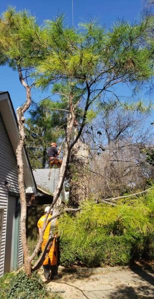 Thornapple Tree Service Wyoming