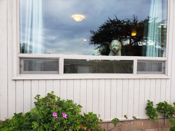 Bewley's Window Cleaning