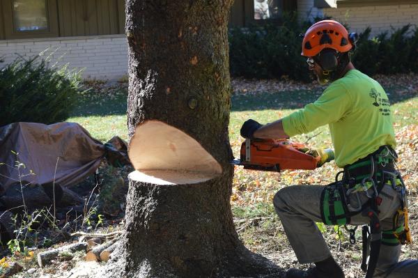 The Good Fellers Tree Removal Service