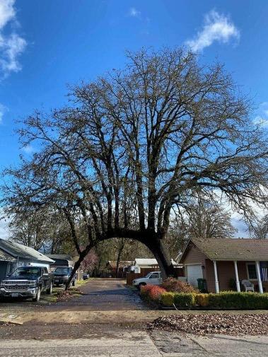Hernandez Tree Experts