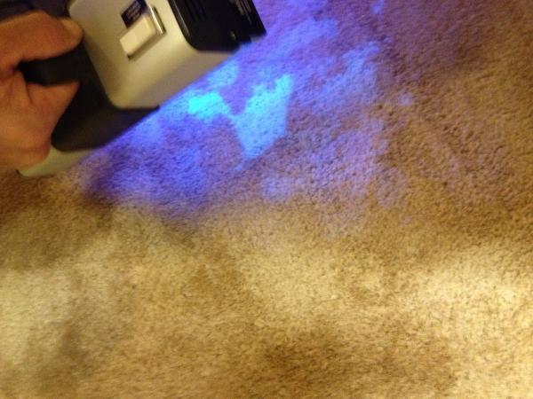 Honu Clean Carpet