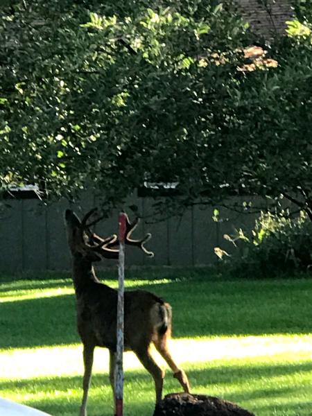 Above All Lawn Service