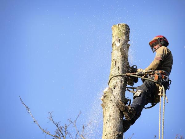 Top Branch Tree Service