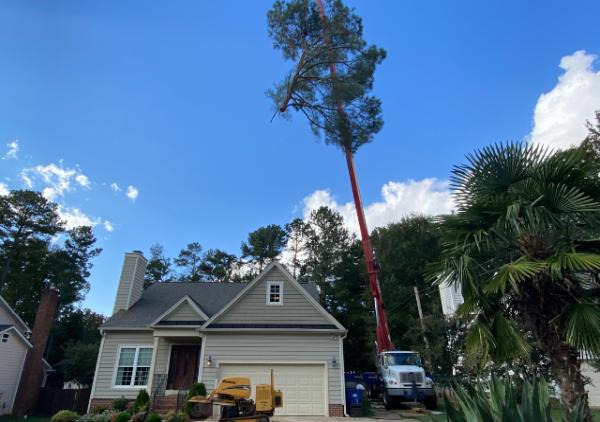 M & T Friendly Tree Service LLC