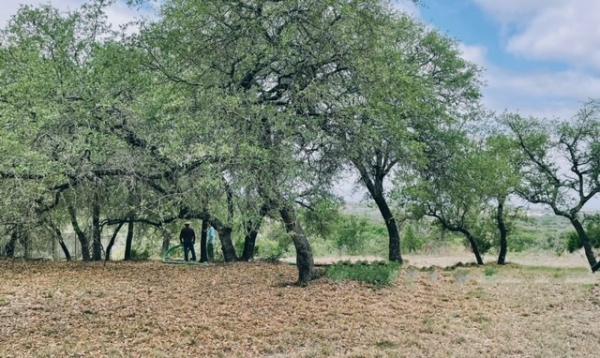 Lakeway Tree Experts