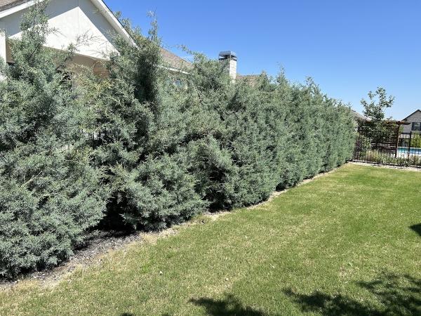 Lakeway Tree Experts