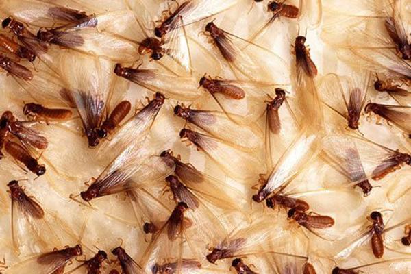 Ultimate Termite Control
