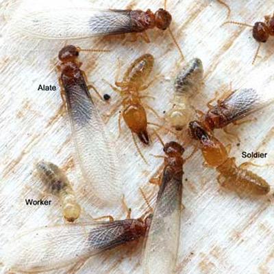 Ultimate Termite Control