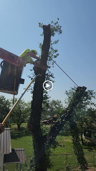 Branch Boss Tree CO