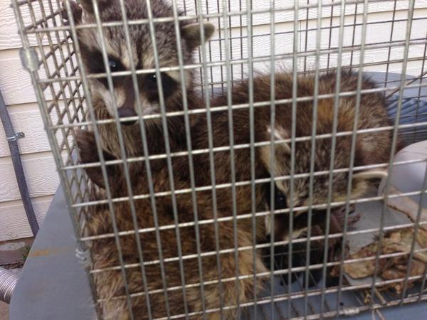 Arrow Exterminators