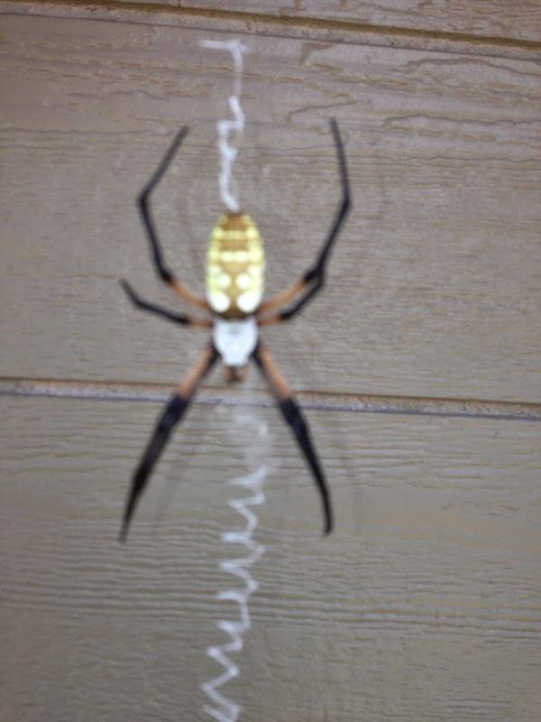 Arrow Exterminators