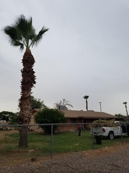 Arizona Aesthetic Trees