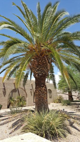 Arizona Aesthetic Trees