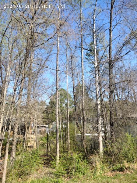 Axtraction Tree Service
