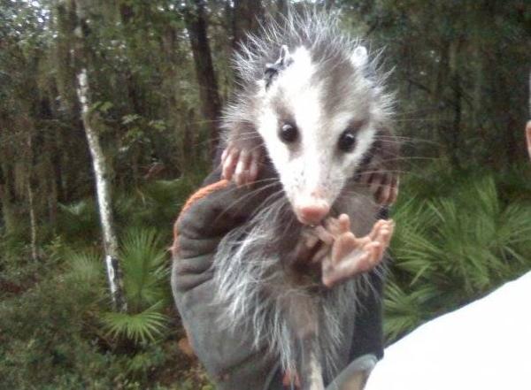 All Pro Wildlife